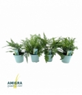 Fern