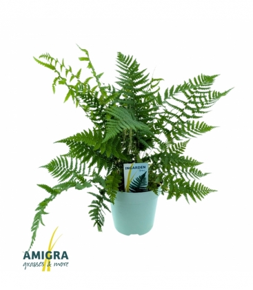 Dryopteris