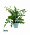 Dryopteris