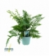 Dryopteris