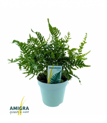 Polypodium