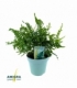 Polypodium