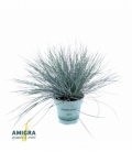 Festuca