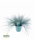 Festuca