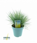 Festuca