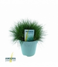 Festuca