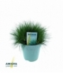 Festuca