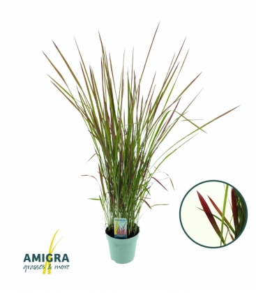 Imperata
