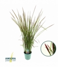 Imperata