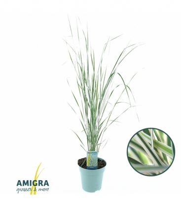 Calamagrostis