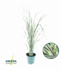 Calamagrostis