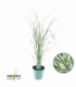 Calamagrostis