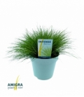 Deschampsia