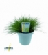 Deschampsia