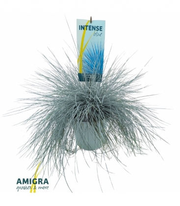 Festuca