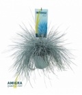 Festuca