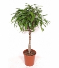 Ficus