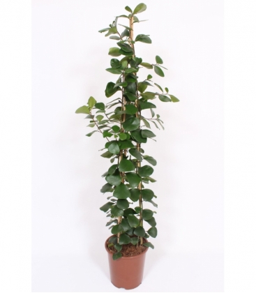 Ficus