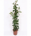 Ficus