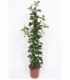 Ficus