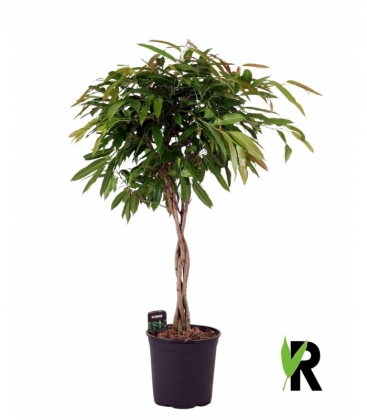 Ficus