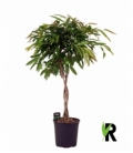 Ficus