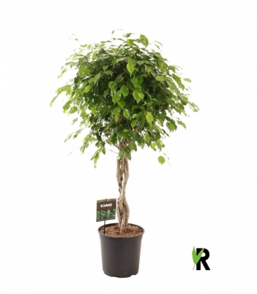 Ficus