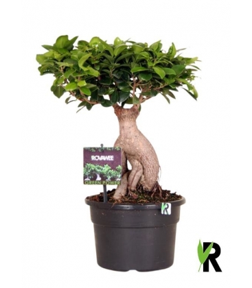 Ficus