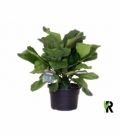 Ficus