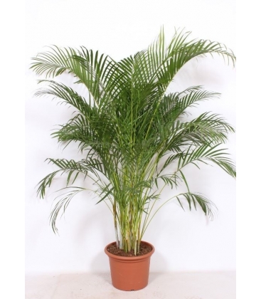 Dypsis