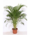 Dypsis