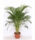 Dypsis