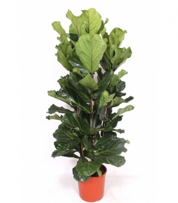 Ficus