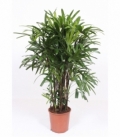 Rhapis