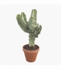 Euphorbia