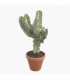Euphorbia
