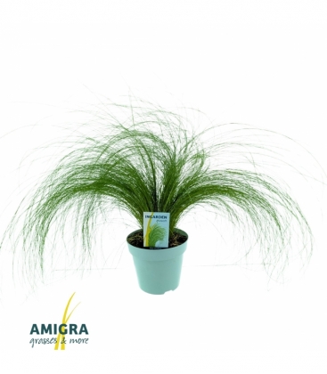 Stipa