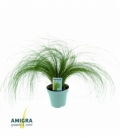 Stipa