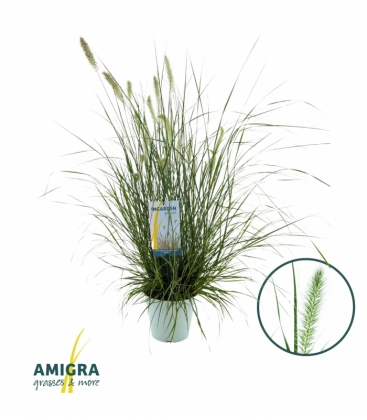 Pennisetum