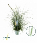 Pennisetum