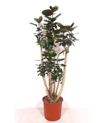 Polyscias