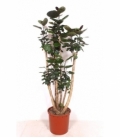 Polyscias