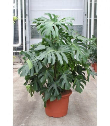 Monstera