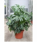 Monstera