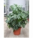Monstera