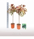 Ficus