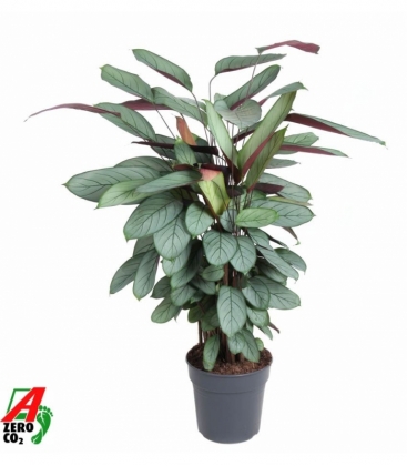 Calathea