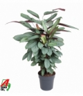 Calathea