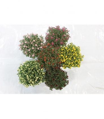 Chrysanthemum