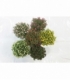 Chrysanthemum